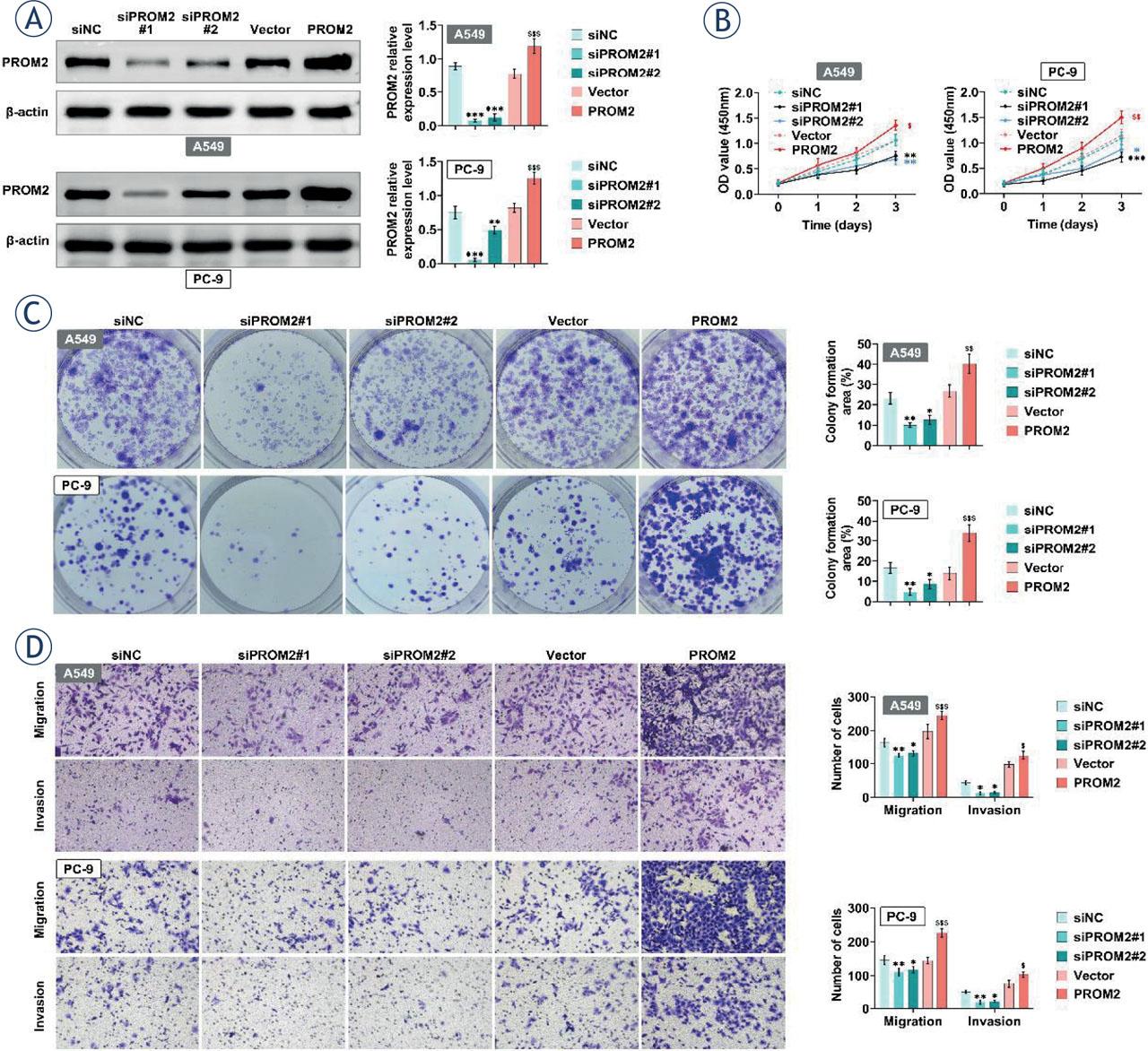 PROM2 promotes the proliferation of lung cancer cells. (A–D) PROM2 was overexpressed or knocked down in A549 and PC-9 cells. The protein level of PROM2 was detected by western blotting (A), cell viability was detected by CCK8 (B), cell proliferation was detected by clonal formation (C). Transwell was used to detect cell migration and cell invasion (D).*P < 0.05, **P < 0.01, ***P < 0.001 compared with siNC; $P < 0.05, $$P < 0.01, $$$P < 0.001 compared with vector