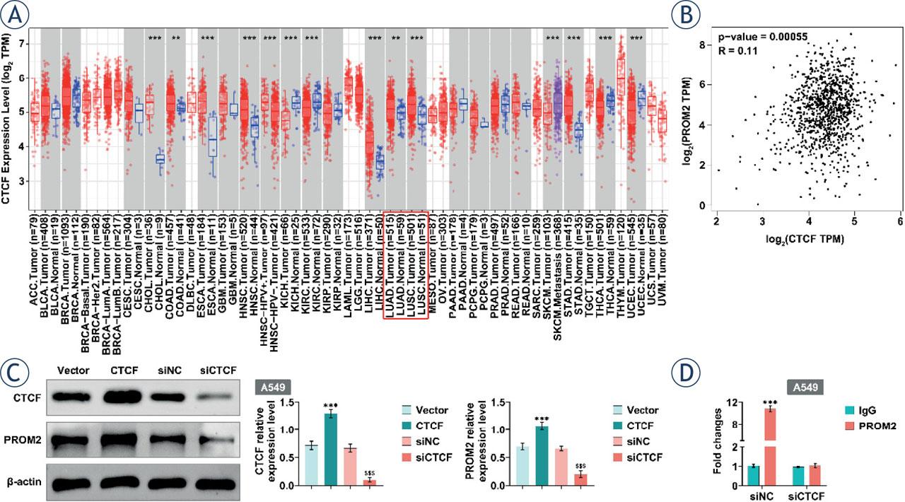 Up-regulation of PROM2 induced by CTCF. (A) TIMER 2.0 data analysis revealed that CTCF was overexpressed in lung cancer. (B) There was a positive correlation between CTCF and PROM2 in LUAD and LUSC data analyzed by GEPIA platform. (C) Protein levels of PROM2 and CTCF were detected by western blotting. (D) The expression level of PROM2 was detected by ChIP-PCR.**P < 0.01, ***P < 0.001 compared with vector group; $$$P < 0.001 compared with siNC