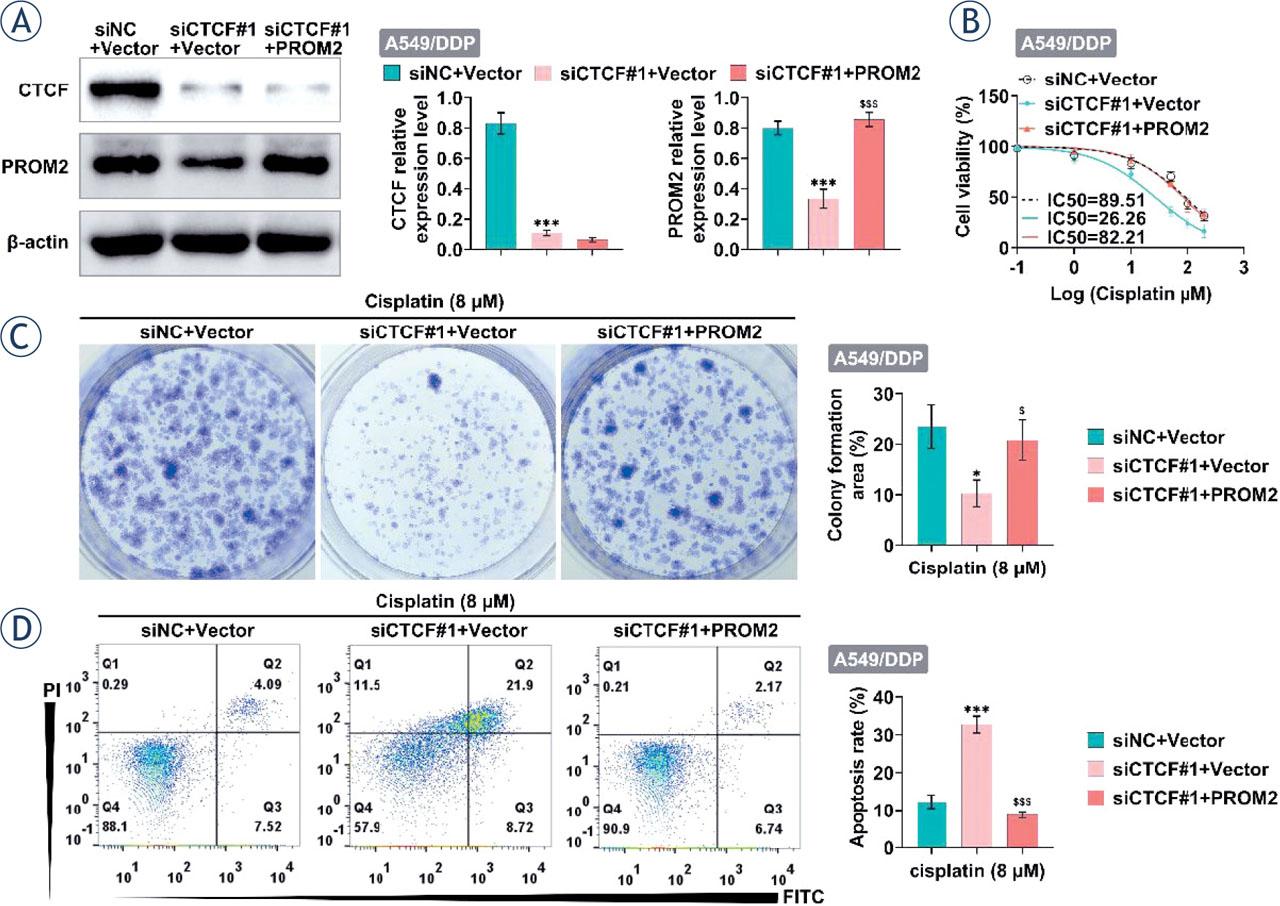 CTCF knockdown increased the sensitivity of lung cancer cells to cisplatin by down-regulating PROM2. (A–D) After knockdown of CTCF and/or overexpression of PROM2 in A549/DDP, the protein levels of CTCF and PROM2 were detected by western blotting (A), cell viability was detected by CCK8 (B), cell proliferation was detected by clone formation (C), and cell apoptosis was detected by flow cytometry (D).*P < 0.05, ***P < 0.001 compared with siNC+vector; $P < 0.05, $$$P < 0.001 compared with siCTCF#1+vector