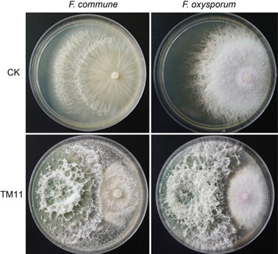 Inhibitory activity of strain TM11 against Fusarium commune and Fusarium oxysporum.CK is F. commune and F. oxysporum alone; on the left side of each plate is the TM11 colony, and on the right side is the colony of F. commune or F. oxysporum.