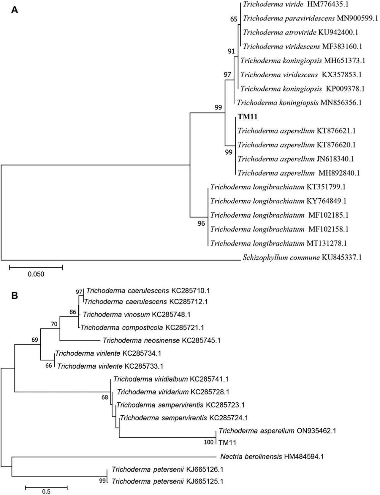 Phylogenetic trees based on ITS (A) and SSU (B) sequences using the neighbor-joining method.The outgroup was Schizophyllum commune and Nectria berolinensis; numerical values above the branches are bootstrap percentiles from 1,000 replicates. Parsimony bootstrap values of more than 50% are shown at the nodes.