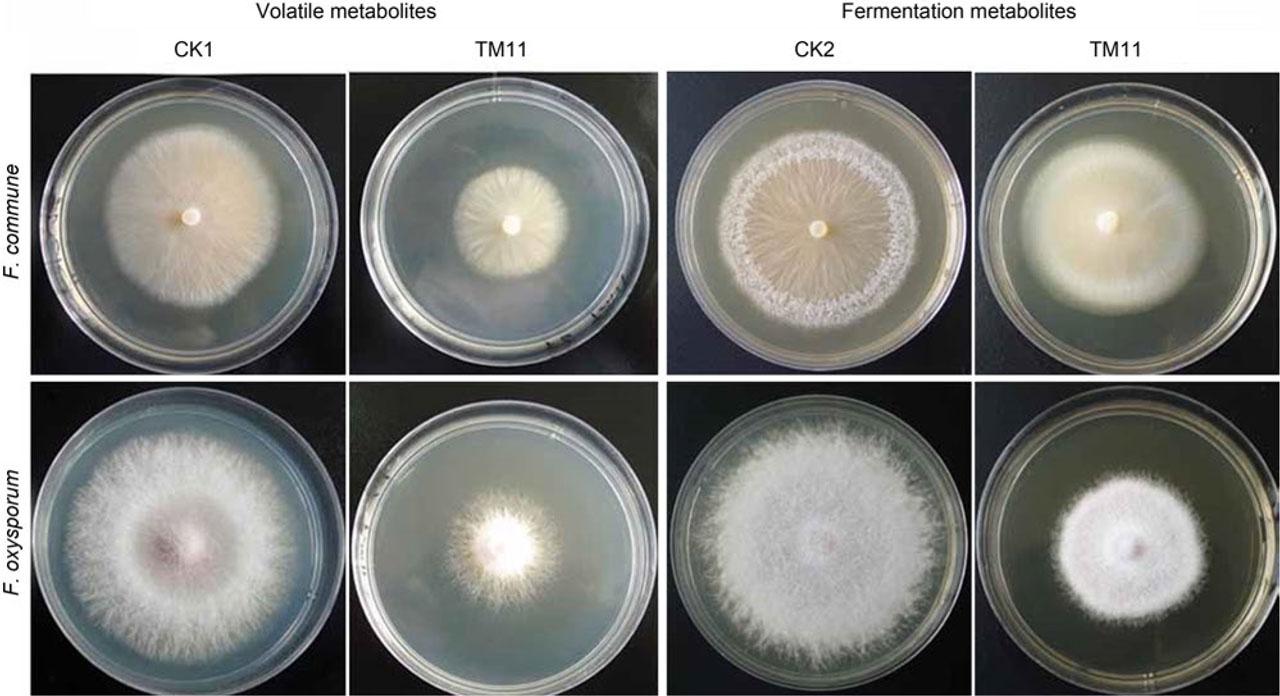 Inhibitory effects of volatile metabolites and fermentation metabolites of Trichoderma asperellum strain TM11 on the growth of Fusarium commune and Fusarum oxysporum.CK1 and CK2 represent the growth of F. commune and F. oxysporum on PDA; volatile metabolites mean volatile organic compounds (VOCs) and fermentation metabolites mean secondary metabolites, including alkaloids, ketones, esters, phenols and organic acids, such as erucamide, dibutyl phthalate and benzophenone.