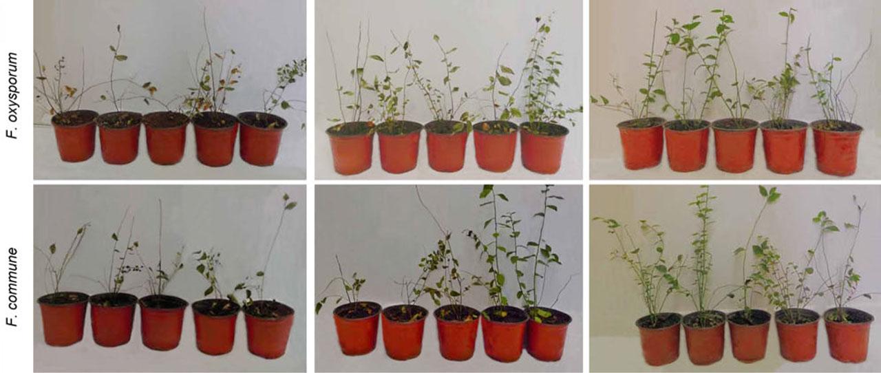 Effect of blueberry seedling growth inoculated with Fusarium oxysporum or Fusarium commune.A) Control group: inoculated with F. commune alone, B) treatment 1: F. commune inoculated first, and TM11 inoculated 48 hours later, C) treatment 2: TM11 inoculated first, then F. commune inoculated 48 hours later, D) control group: inoculated with F. oxysporum alone, E) treatment 1: F. oxysporum inoculated first, and TM11 inoculated 48 hours later, F) treatment 2: TM11 inoculated first, then F. oxysporum inoculated 48 hours later.