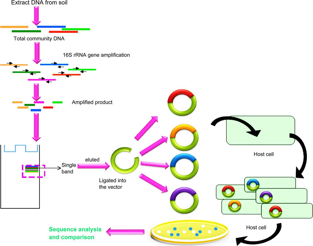 Systematic representation of 16S rRNA clone library construction and subsequent screening and sequencing clones.