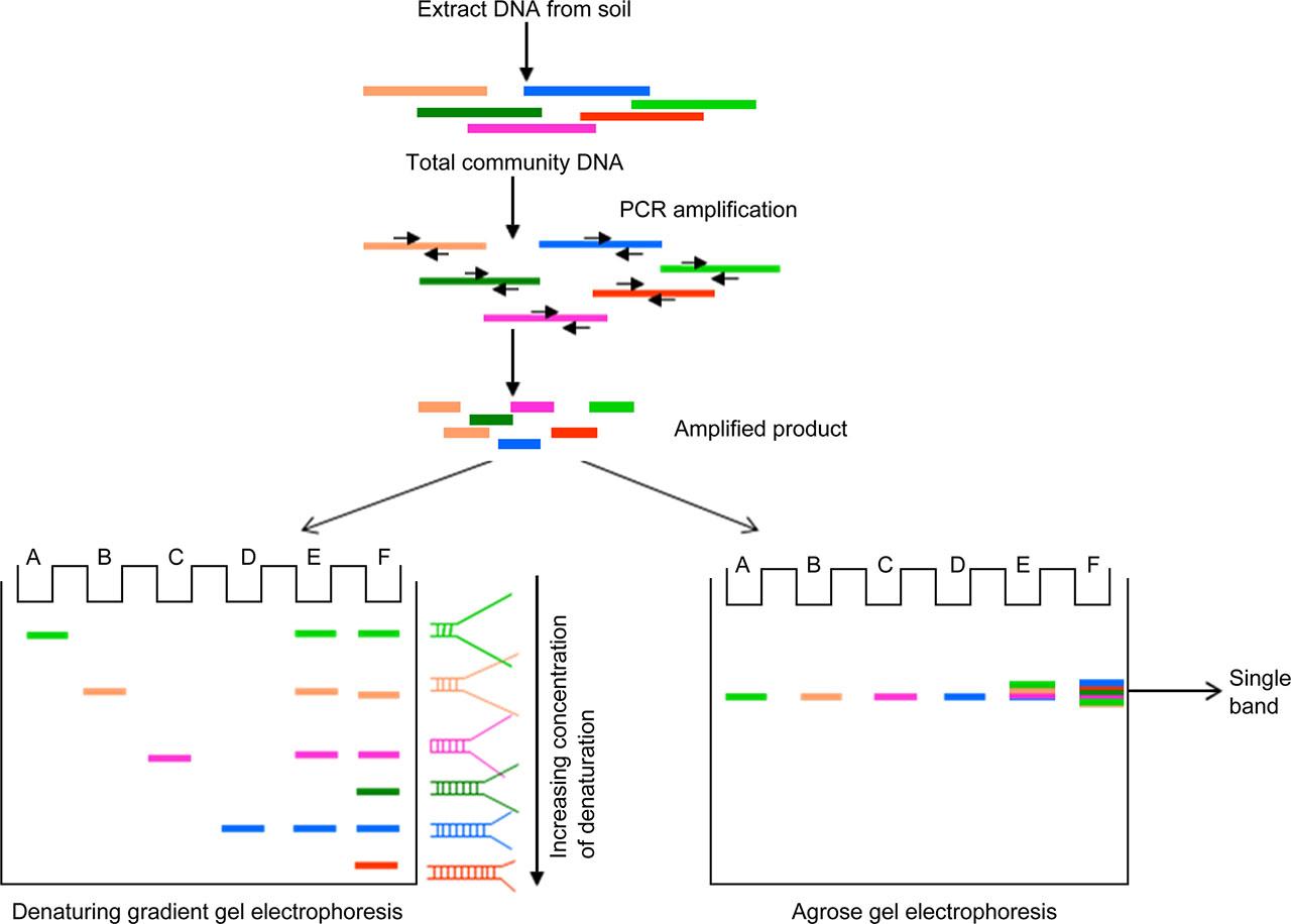 Denaturing Gradient Gel Electrophoresis. The figure shows 16S rRNA gene amplification from community DNA followed by gel electrophoresis. Wells A to D contain amplified products from individual bacterial species, well E contains a mixture of amplified products from A to D, well F contains amplified product from the soil community. The conventional agarose gel electrophoresis results in a single non-descriptive band but separation on denaturing acrylamide gels results in multiple bands, each representing the dominant member of the community.