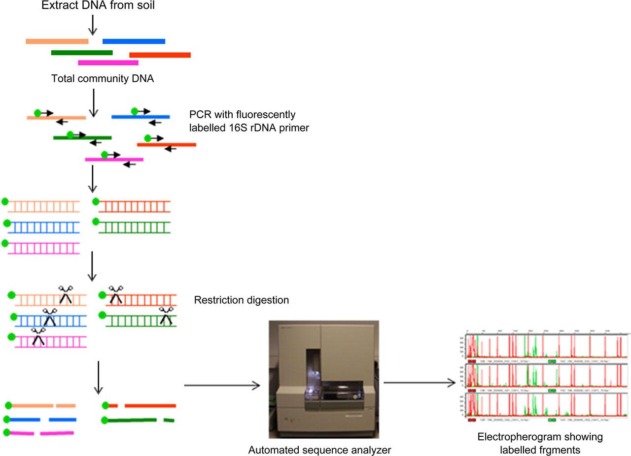 Terminal restriction fragment length polymorphism. The capillary electrophoresis system of an automated DNA sequencer to separate the digested product is used to obtain T-RFs shown as an electropherogram.
