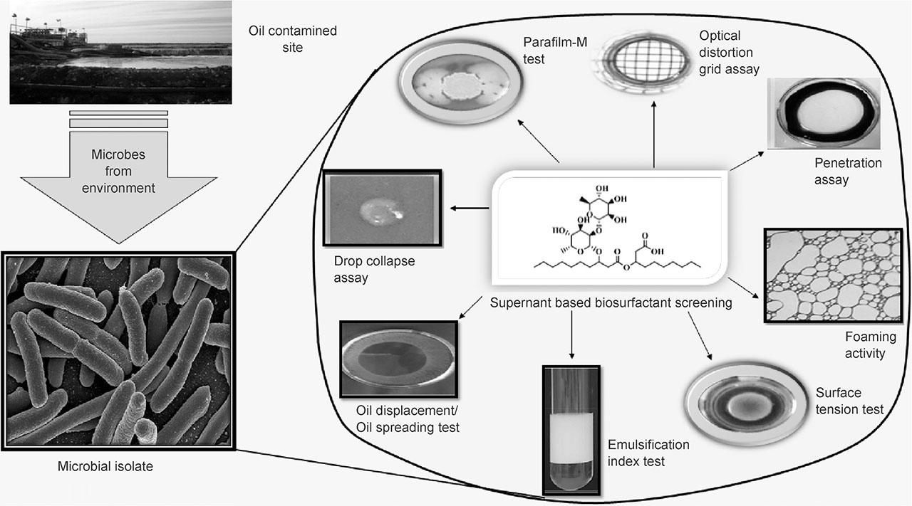 Supernatant based biosurfactant screening methods.(Figure depicts the isolation of microbes from environment and screening for biosurfactant)