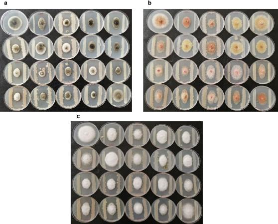 Antagonism effect of the nineteen selected strains based on their enzymatic activities. Control on the top left followed by each bacterial strain to the bottom right of each panel: HGG11, OTG3’> OTG9’> OTG6, OTR1, OTR2, OTK3, OTK1, OTK4, OTK8, OTK9, HGG7, HGG9, HGG15, HGG16, HGR5, HGK5, HGK11, HGK1, against a) Alternaria alternata; b) Fusarium gramine arum; c) Phytophthora infestans.