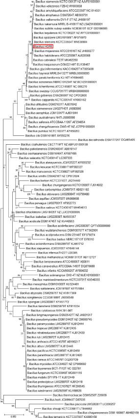 Phylogenetic analysis by maximum likelihood method based on the 16S rRNA gene sequences of HGR5 and its related Bacillus species. Accession numbers are shown after each strain ID. Bootstrapping was performed 1,000 times.