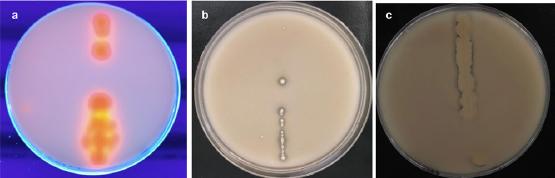 Esterases activities of Bacillus halotolerans HGR5. a) lipolytic activity on rhodamine B/coconut oil agar, b) lipolytic activity on tributyrin agar, c) biodegradation of PLCD.