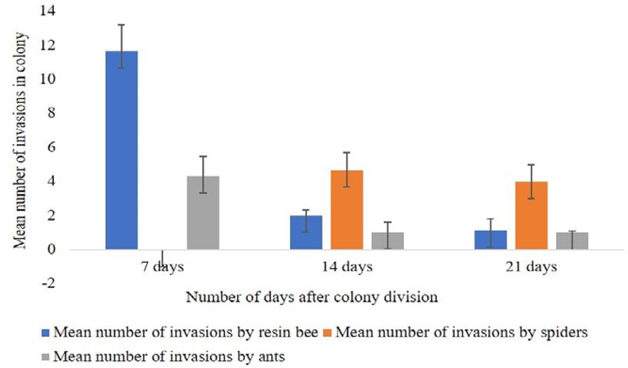 Mean number of invasions by different invaders in the newly divided colonies.