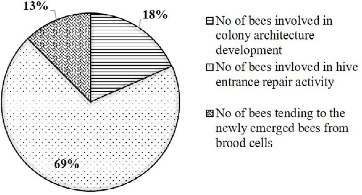 Task allocation of the bees during initial stages of colony division.