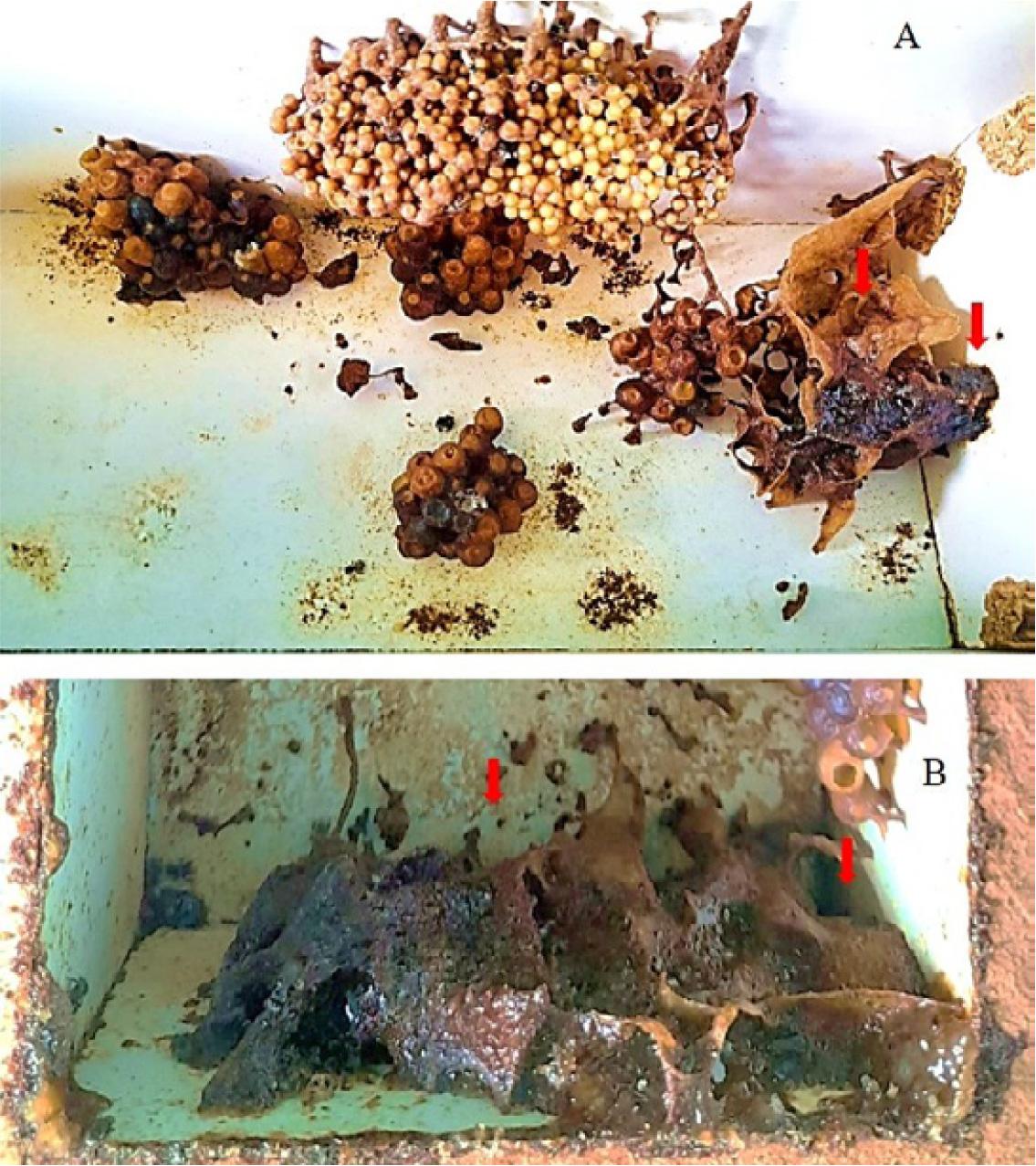 Complex nest architecture at nest entrance. Red arrow indicates the complex coral like internal nest entrance made by the bees to pose a difficulty for the intruders during their navigation inside the nest.