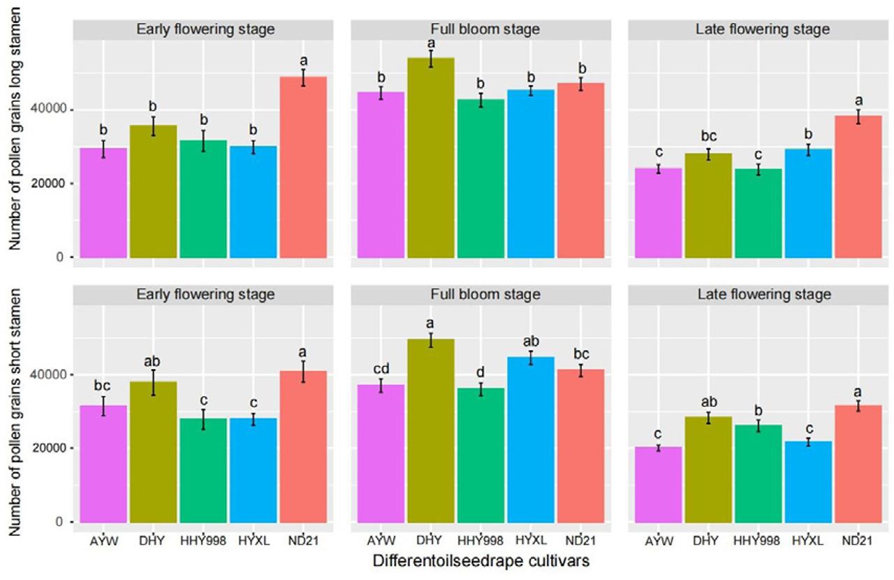 Pollen count per anther at different flowering stages and on stamens of different lengths among five oilseed rape cultivars. Data are presented as the means ± SEs. Identical lowercase letters indicate no significant difference (p>0.05); different lowercase letters indicate a significant difference (p<0.05).