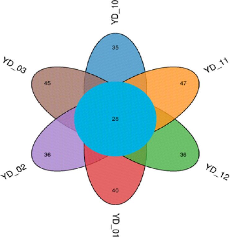 Distribution of amplicon sequence variants (ASVs) in samples collected from October 2022 (YD_10) to March 2023 (YD_03). Each color represents a group, the number of exclusive ASVs in each month is shown in ellipses, and the number of shared ASVs is shown in circles.
