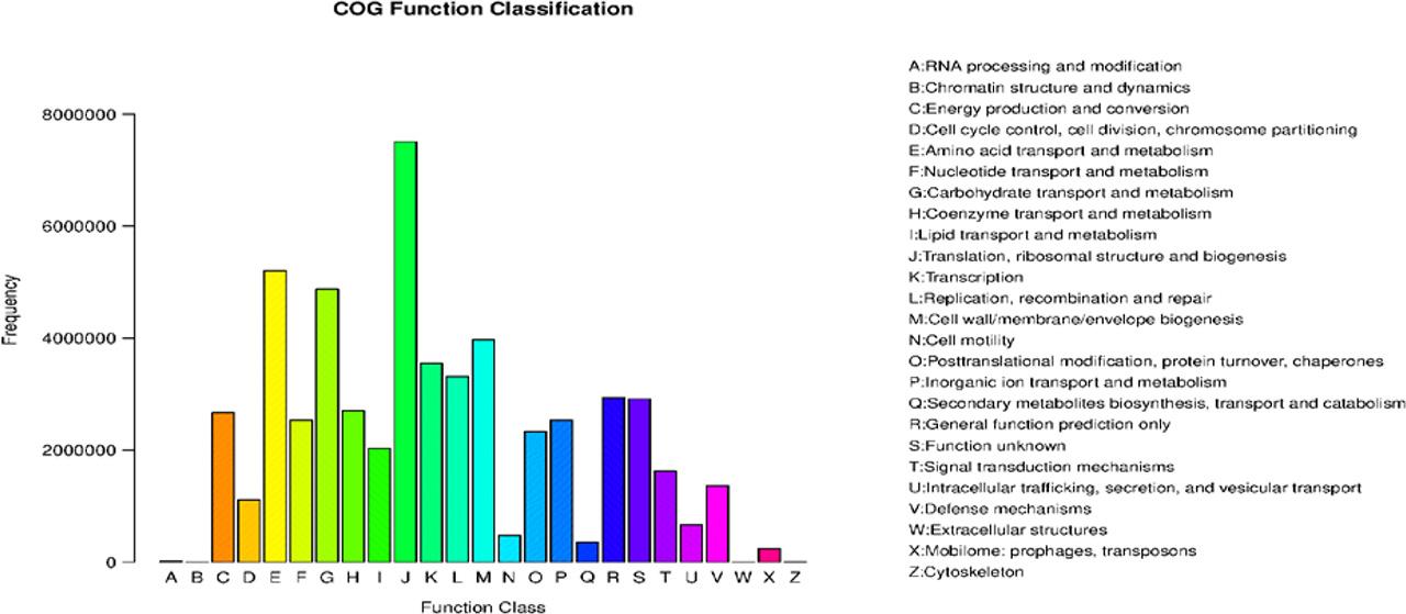 Functional classification of proteins in a sample collected in December 2022 based on the Clusters of Orthologous Groups database.