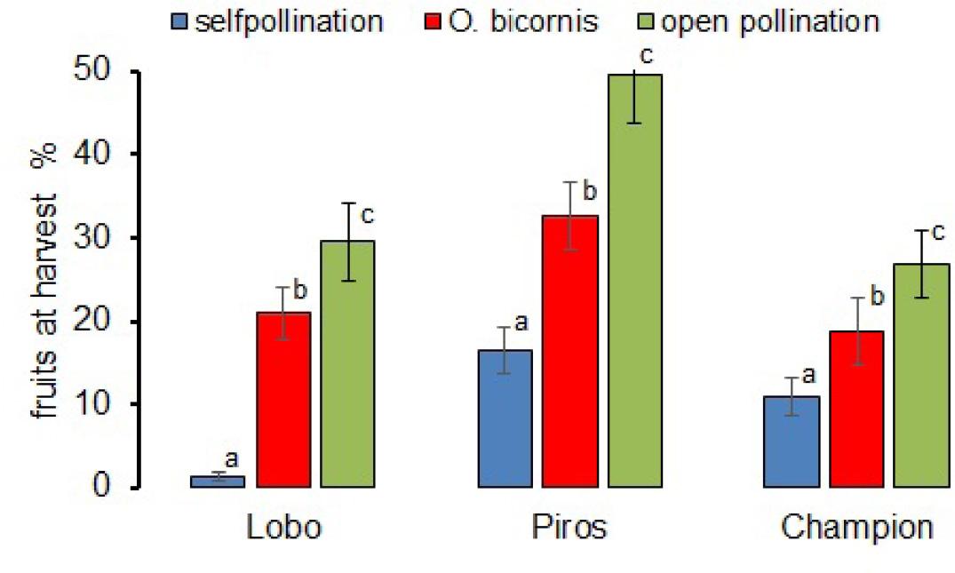 Percent fruit-set at harvest of three apple cultivars exposed to different pollination treatments.