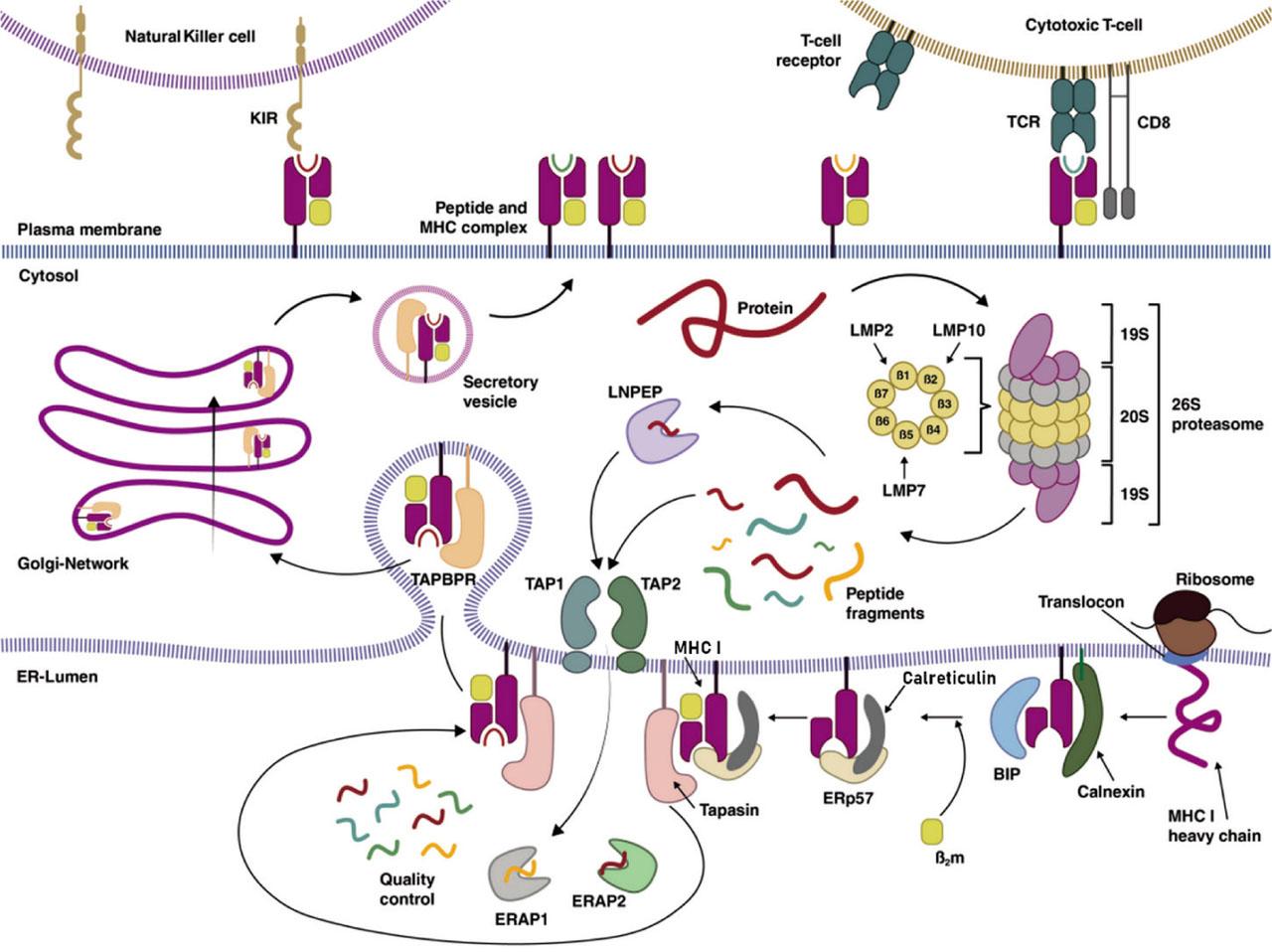 The antigen-processing pathway via MHC-I. De novo synthesized MHC-I heavy chain associates with the BIP and calnexin and then binds to β2m. Calnexin is replaced by its soluble counterpart, calreticulin, and this complex is linked by the disulfide isomerase ERp57. Tapasin bridges this MHC-I complex to TAP (Thomas and Tampé 2017). During the immune response, new subunits with increased activity of LMP2, LMP7, and LMP10 are formed under the influence of cytokines (Ferrington and Gregerson 2012; Leone et al. 2013). After protein degradation by the immunoproteasome in the cytosol, peptide fragments are transferred to the lumen of the ER (ER-Lumen) by transporters TAP1 and TAP2 (Thomas and Tampé 2017), where they are trimmed by heterodimeric aminopeptidases ERAP1 and ERAP2 (Lankat-Buttgereit and Tampé 2002; Evnouchidou et al. 2014; López de Castro 2018; Evnouchidou and van Endert 2019). Peptides can also be trimmed by the LNPEP aminopeptidase in the cytosol (Saveanu et al. 2009; Segura et al. 2009; Weimershaus et al. 2012; Agrawal and Brown 2014). Peptide/MHC-I complexes can leave the multicomponent PLC with the assistance of TAPBPR (McShan et al. 2022) and finally are transferred via the Golgi-Network to the cell surface. Their antigenic cargo is inspected by cytotoxic T cells (Scholz and Tampé 2005; Trowitzsch and Tampé 2020) and NK cells (Lee 2017; Compagnone et al. 2019) (created by Adobe Illustrator). β2m, β2-microglobulin; BIP, binding immunoglobulin protein; CD8; ER, endoplasmic reticulum; ERAP, endoplasmic reticulum aminopeptidases; ERp57; LMP, low molecular weight protein; LNPEP, leucyl and cystinyl aminopeptidase; MHC-I, major histocompatibility complex I; NK, natural killer; PLC, peptide-loading complex; TAP, transporters associated with antigen processing; TAPBPR, TAP-binding protein-related; TCR, T cell receptor.