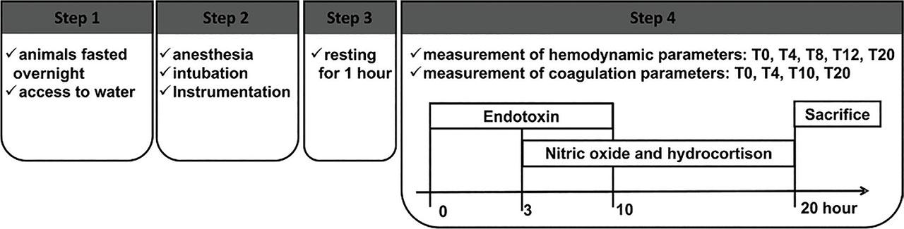 Study design. All animals had endotoxin infusion for a total of 10 h. Administration of iNO was started 3 h after endotoxin infusion and continued until the end of the 20-h observation period. Hydrocortisone was given 3 h after the endotoxin infusion, and the dose was repeated at 8 h and 16 h. iNO and hydrocortisone were administered in the iNO(+) group, and not in the group iNO(−). iNO, inhaled nitric oxide.