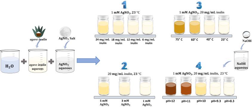 Experimental setup for the synthesis of AgNPs. Variables were (1) agave inulin; (2) AgNO3; (3) temperature; (4) pH