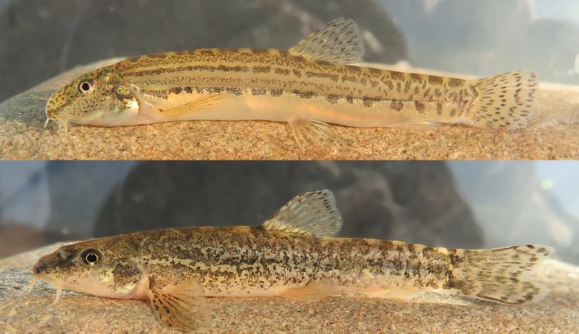 Living form of two endemics: Cobitis fahireae, 60 mm SL (upper) and Oxynoemacheilus eliasi, 68 mm SL (lower).