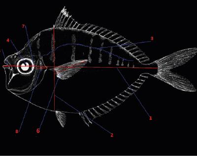 Bilateral morphological characters measured for FA in Leiognathus sp.
