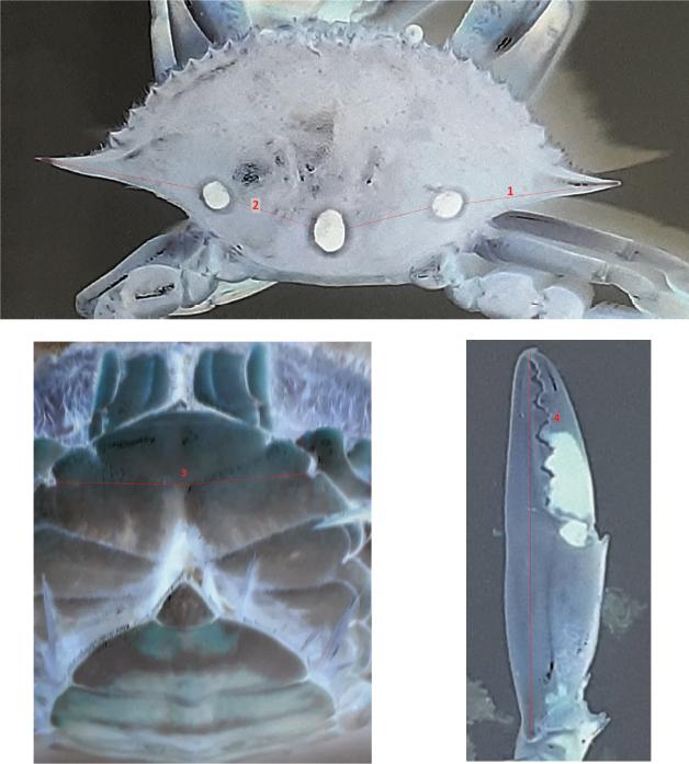 Bilateral morphological characters measured for FA in Portunus sanguinolentus