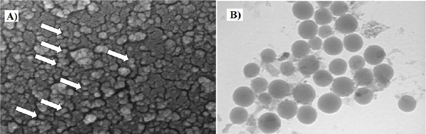 (A) SEM and (B) TEM micrographs displaying the morphology and size of the V2O5