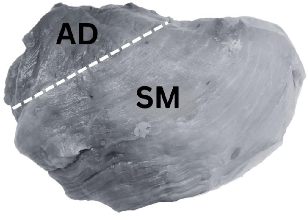 The two different muscles, for which bioimpedance, ultimate meat pH and CIELAB color values were measured. AD: adductor muscle, SM: semimembranosus muscle.