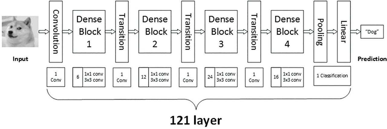 Schematic block diagram of Dense Net 121.