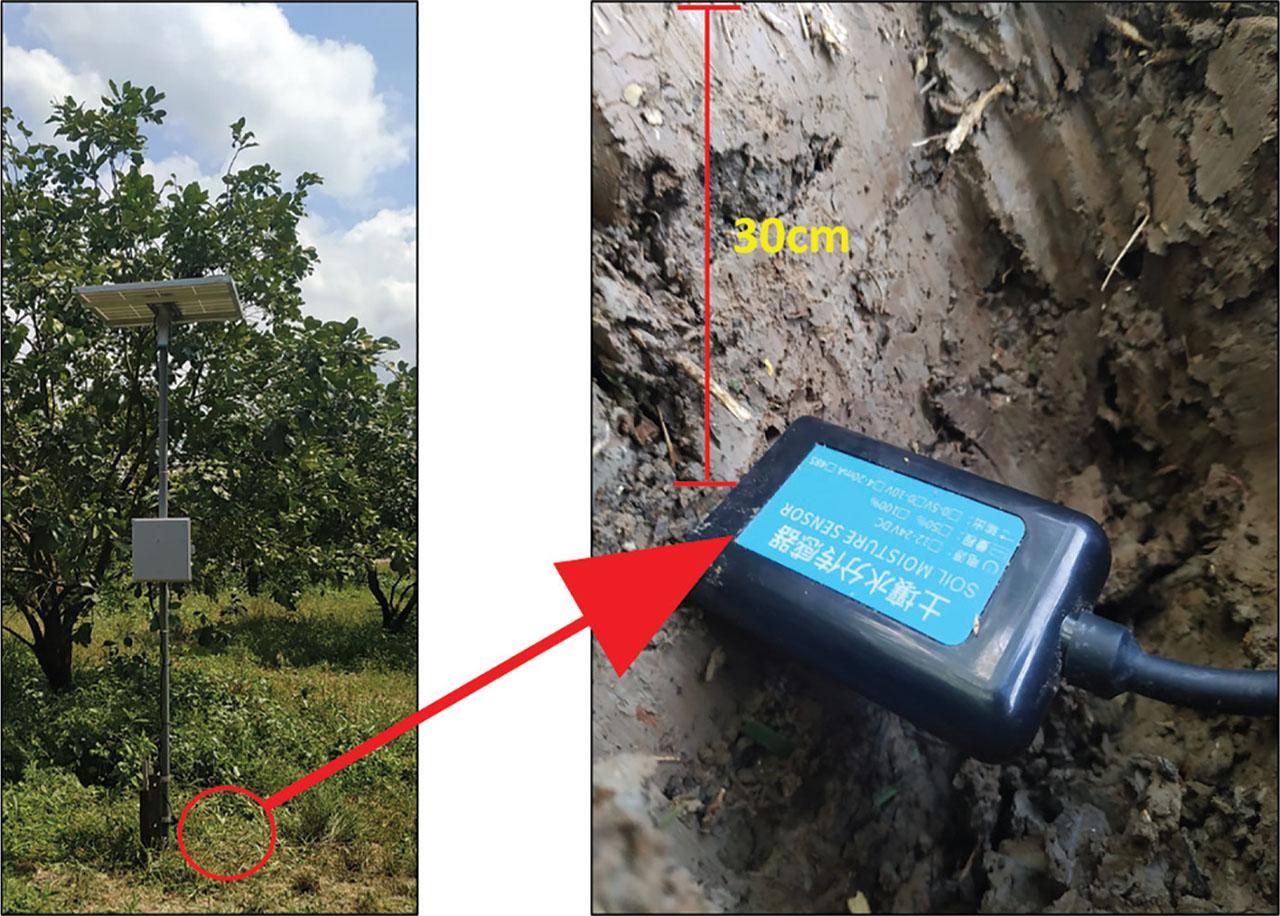 The installation of soil moisture sensors under pomelo trees.