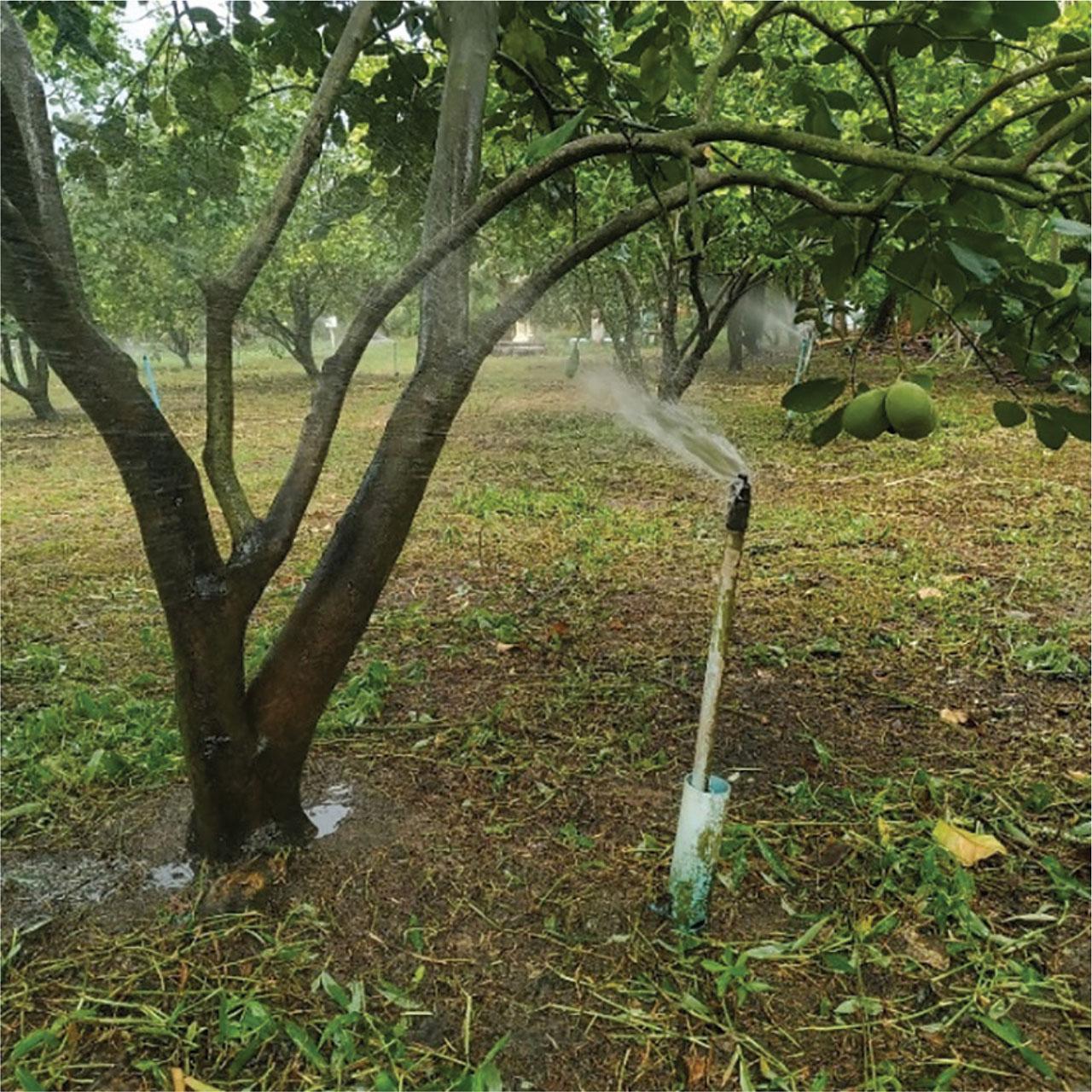 Water sprinkler at the bottom of a pomelo tree.