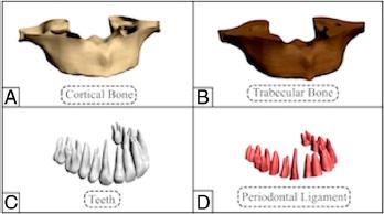 Different components of the finite element model.