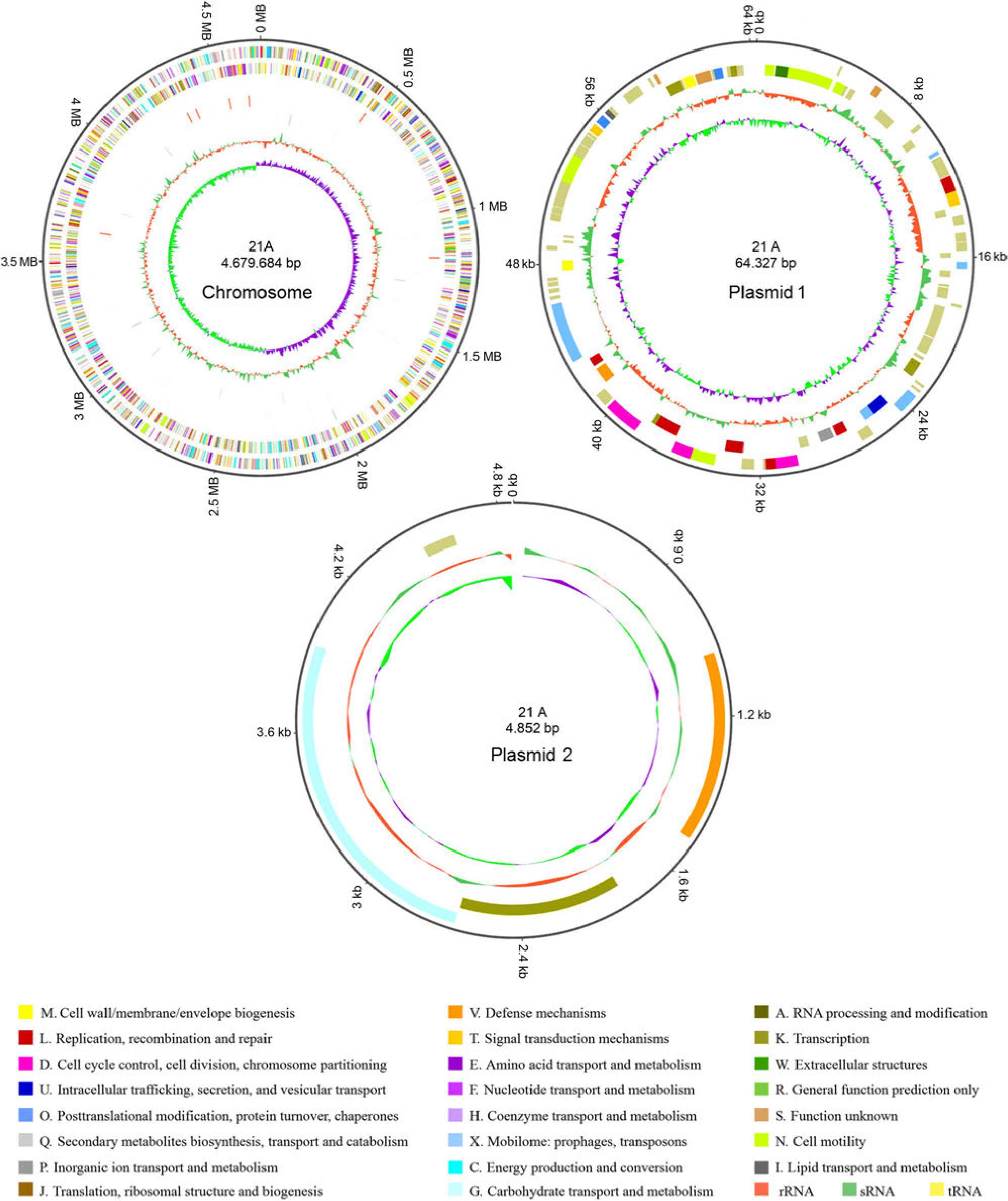 Circular representations of the genome and plasmid.
