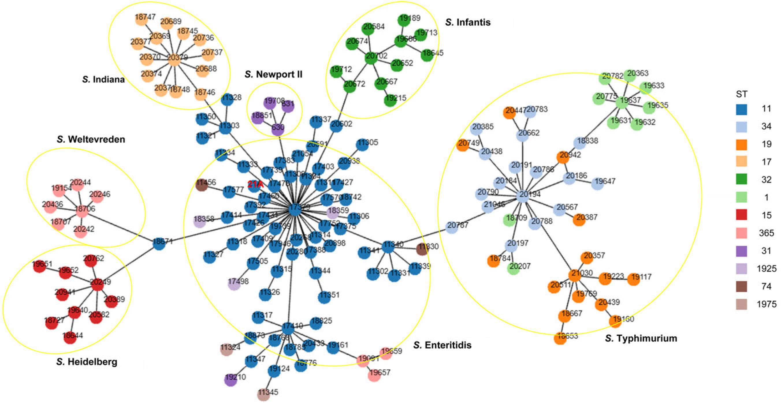 Minimum spanning tree based on MLST.