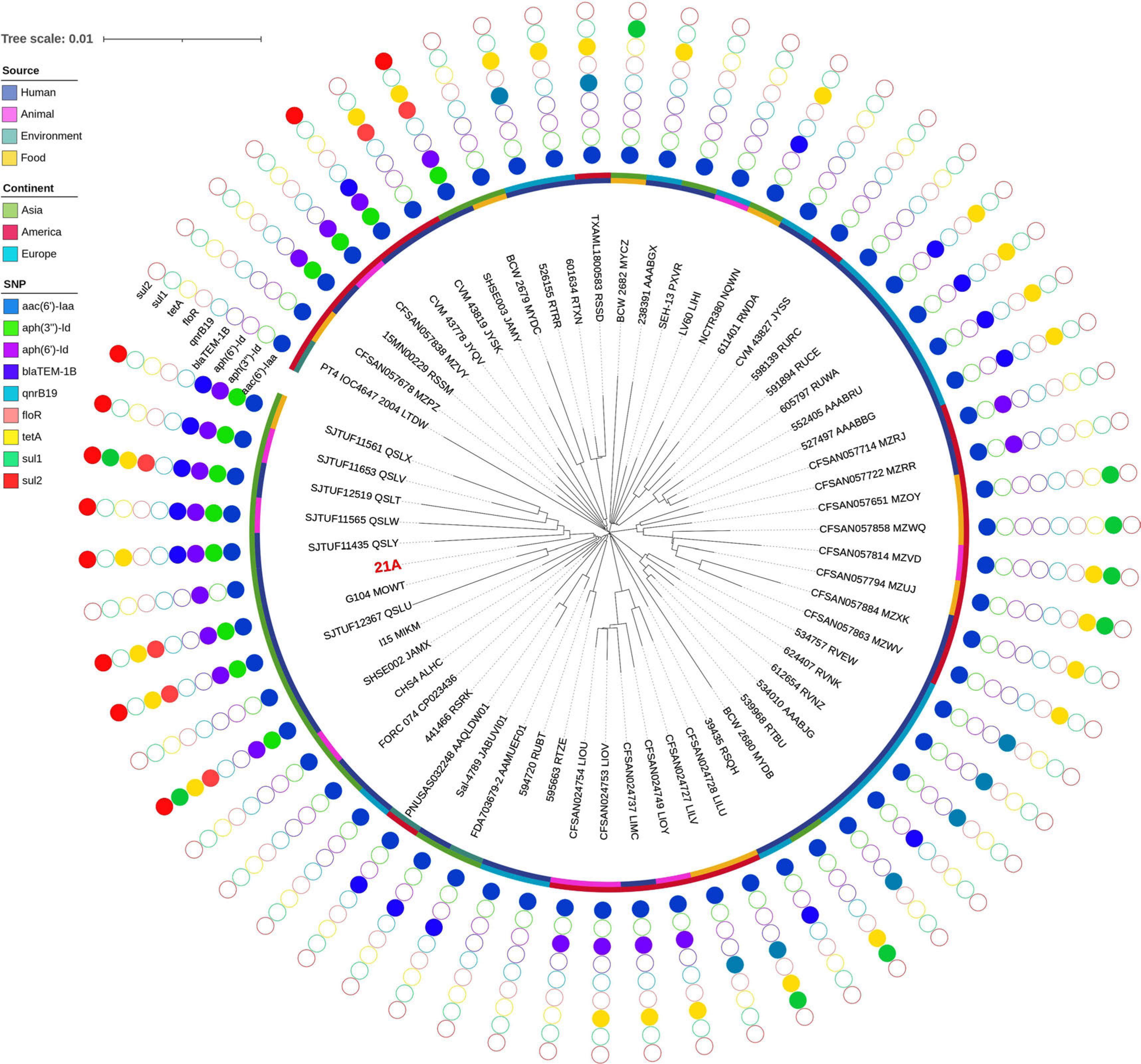 Phylogenetic tree based on SNPs and the distribution of resistance genes.
