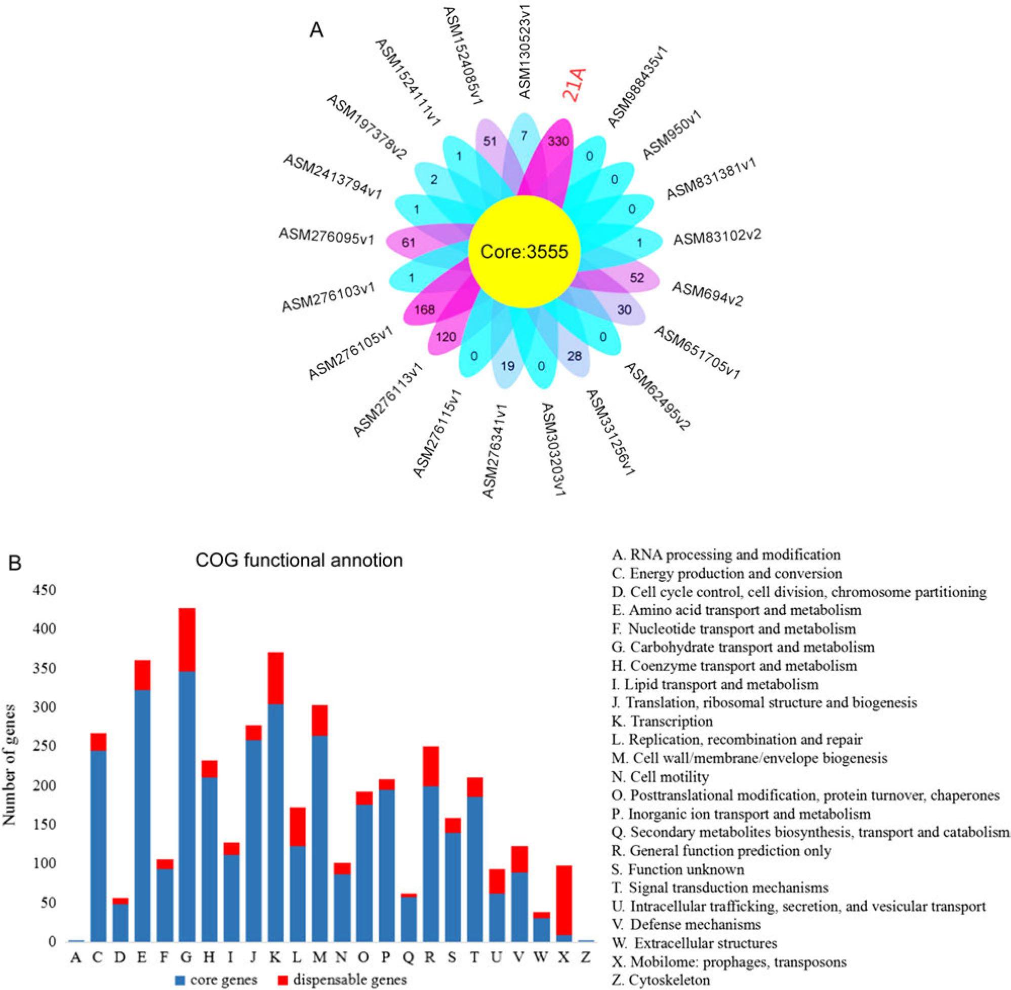 A, B, C. Core and pan genome analysis.