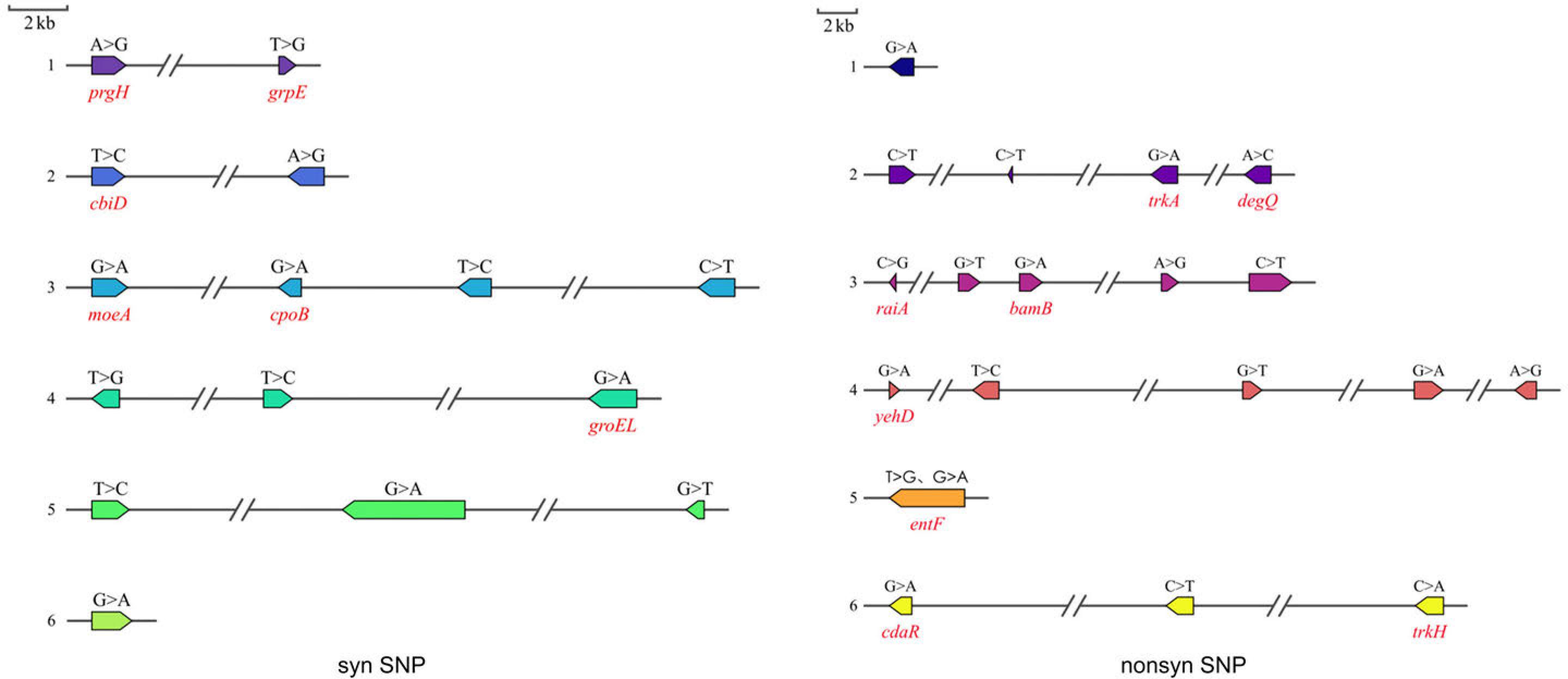 SNP distributions in the chromosome gene cluster of strain 21A.
