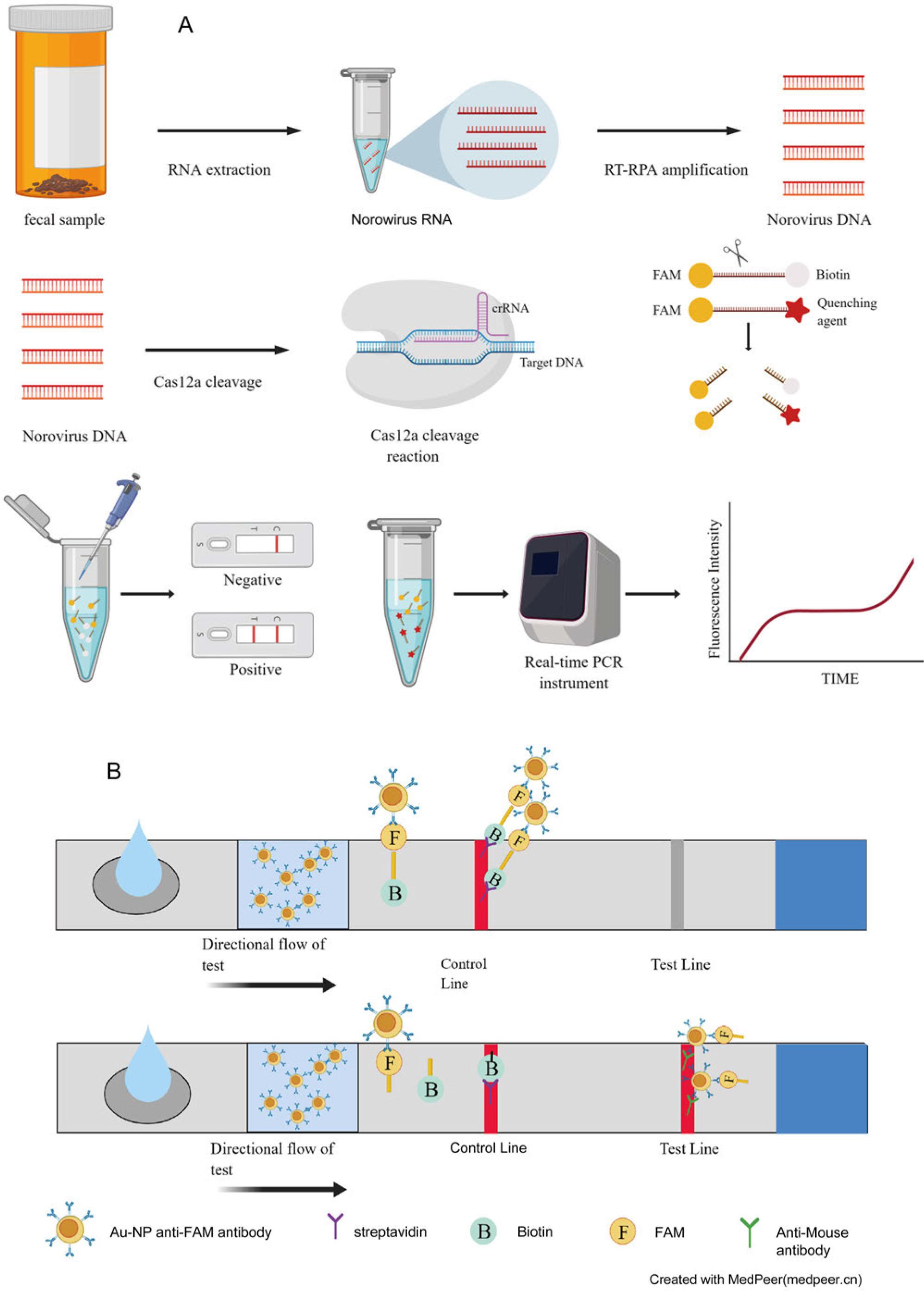 Detection principle of RPA-Cas12a-fluorescence analysis and RPA-Cas12a-immunochromatography detection method.
A) RPA-Cas12a method detection process; B) principle of Immunochromatography Flow Strip. C) the schematic diagram for judging the results of immunochromatography flow strips