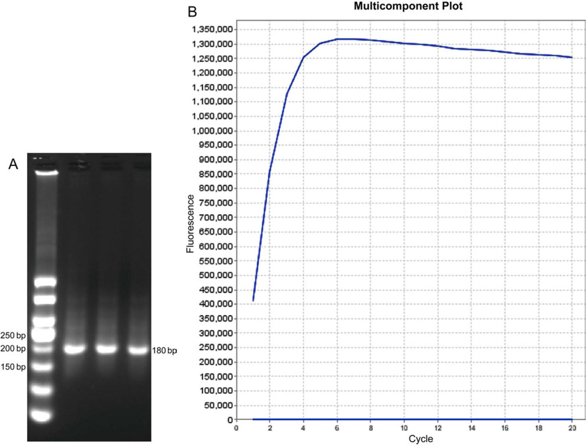 RPA amplified fragments and design results of crRNA.