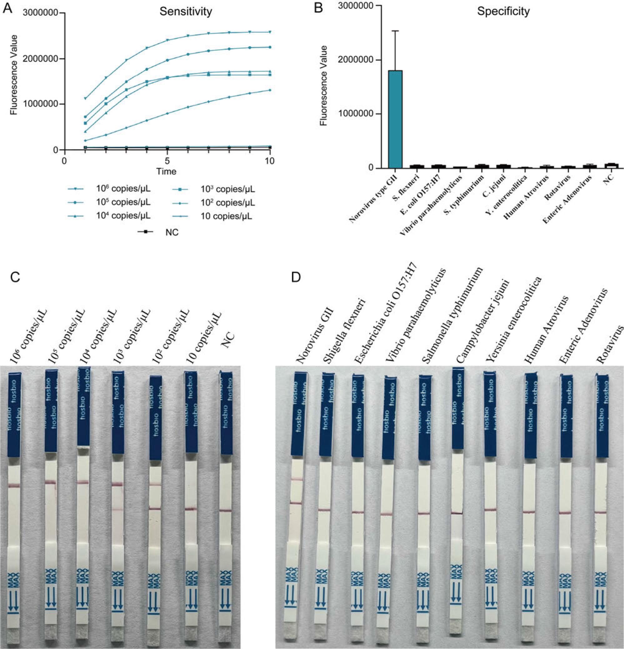 Verification of sensitivity and specificity of the RPA-Cas12a-fluorometric and RPA-Cas12a-immunochromatographic assays. A) Sensitivity curves of different concentrations of norovirus positive quality control products amplified by RPA; B) specificity of RPA-Cas12a-fluorometric assay; C) RPA-Cas12a-immunochromatographic results of different concentrations of Norovirus; D) specificity of RPA-Cas12a-immunochromatographic assay