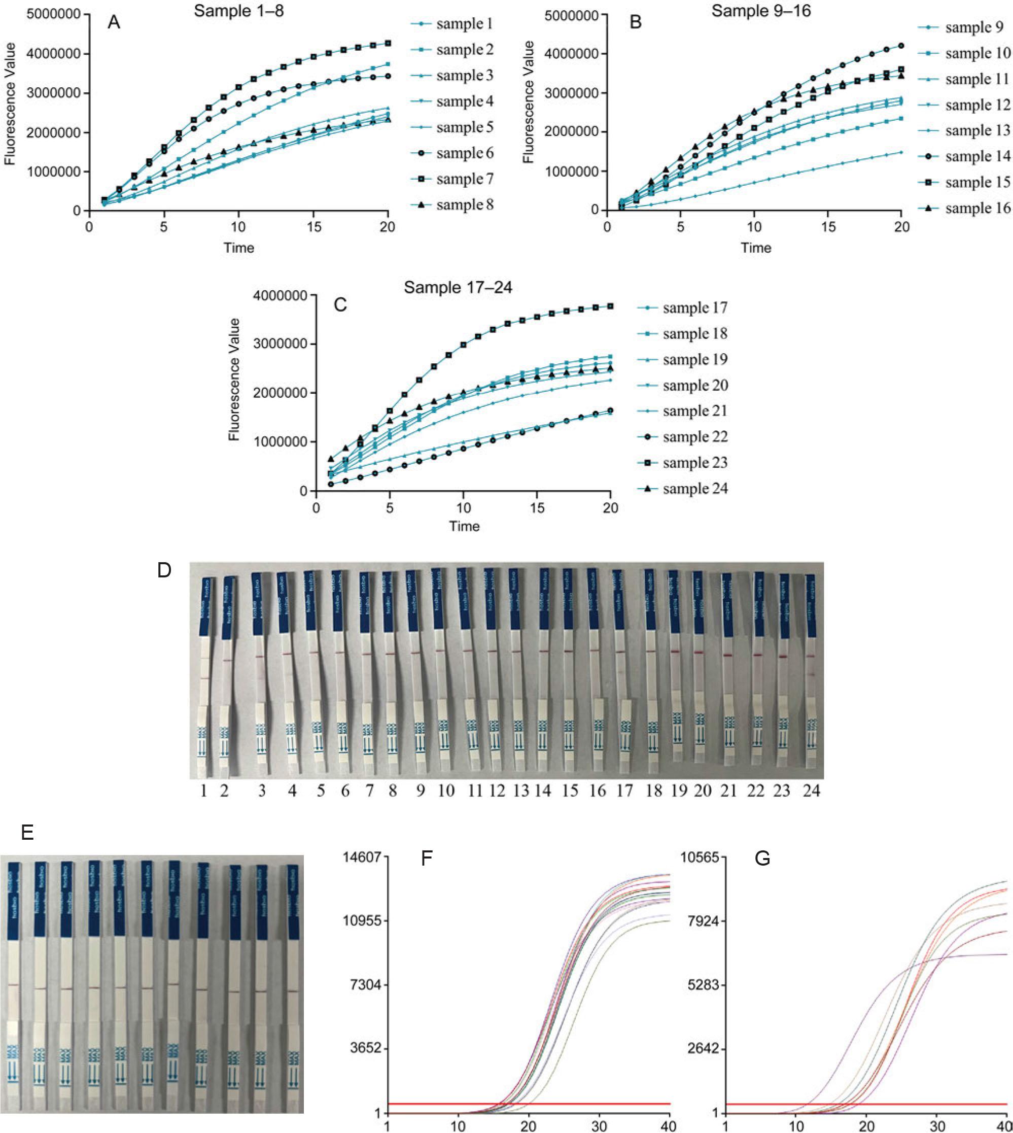 Detection of GII norovirus in clinical samples based on CRISPR-Cas12a.
A, B, C) Positive results of RPA-Cas12a-fluorescence assay of 24 samples; D) positive results of RPA-Cas12a-immunochromatographic assay of 24 samples; E) negative results of RPA-Cas12a-immunochromatographic assay of 11 samples; F, G) qPCR results of 24 positive samples