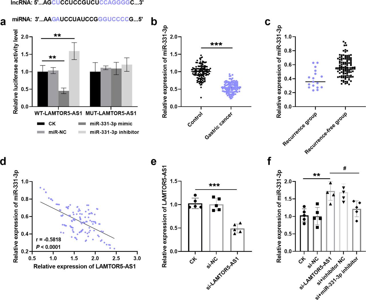 The targeting relationship between LAMTOR5-AS1 and miR-331-3p. (a) LAMTOR5-AS1 directly targets miR-331-3p in gastric cancer. (b) miR-331-3p was decreased in gastric cancer tissue. (c) miR-331-3p expression was downregulated in the recurrence group. (d) Regulatory relationship between LAMTOR5-AS1 and miR-331-3p (r=−0.5818, P < 0.0001). (e) Transfection efficiency of silencing LAMTOR5-AS1 in cells. (f) Expression of miR-331-3p in cells after transfection with silencing LAMTOR5-AS1 and miR-331-3p inhibitor. **P < 0.01, ***P < 0.001, vs CK; #P < 0.05, vs si-LAMTOR5-AS1