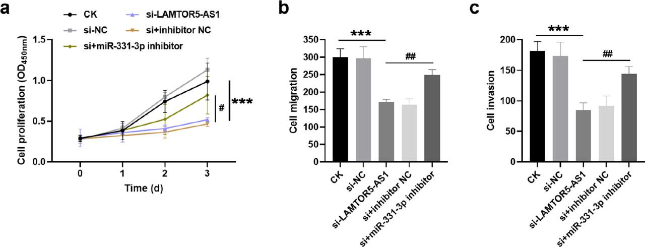 Effect of LAMTOR5-AS1 sponge miR-331-3p on gastric cancer cell proliferation (a), migration (b), and invasion (c). si-LAMTOR5-AS1 suppressed cell activity, which was reversed by miR-331-3p inhibitor. ***P < 0.001, vs CK; #P < 0.05, ##P < 0.01, vs si-LAMTOR5-AS1