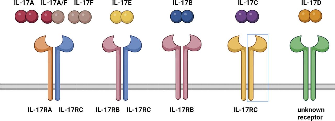 IL-17 receptor family