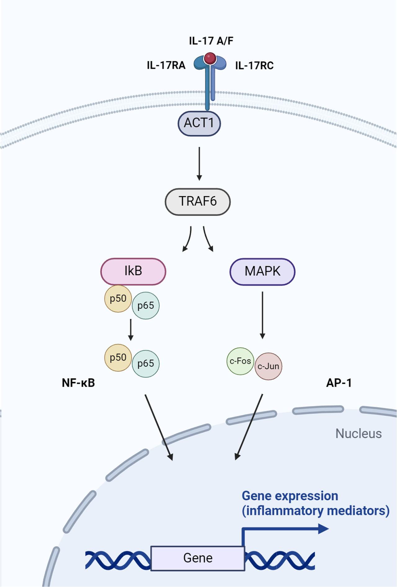 IL 17 A/F signaling pathway