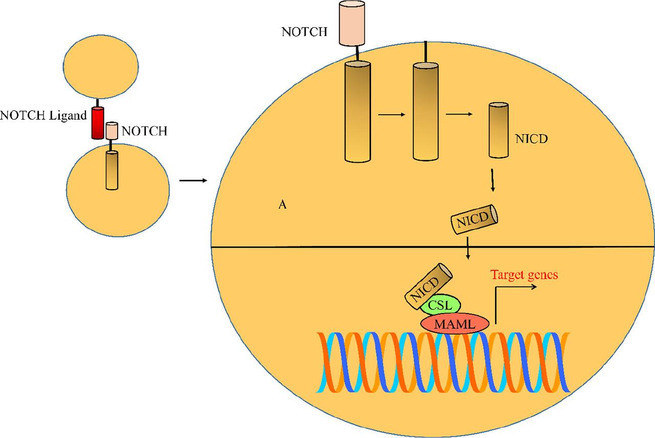 NOTCH ligands (Delta-like (DLL) and Jagged) initiate NOTCH signaling by triggering the proteolytic cascade of NOTCH receptors and subsequent release of active NICD