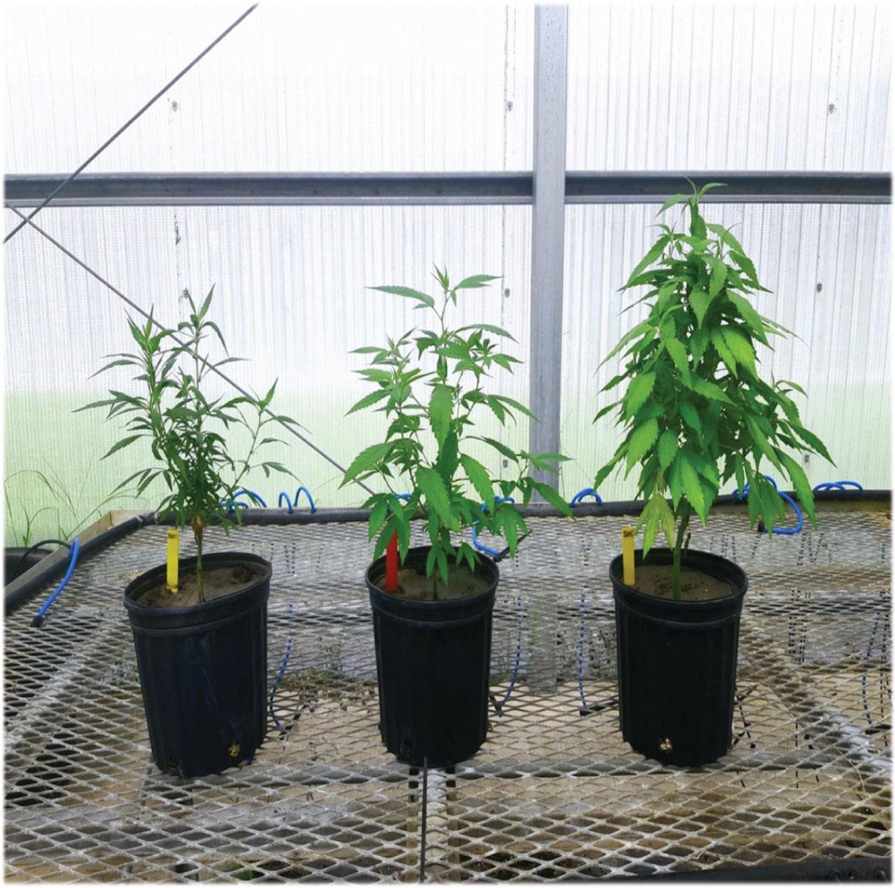Cannabis sativa (cv. Panacea) 60 days after planting in RKN-infested field soil. (Left) naturally infested soil, (middle) nematicide-treated (fluopyram) soil, (right) steamed soil (Photo J. Coburn).