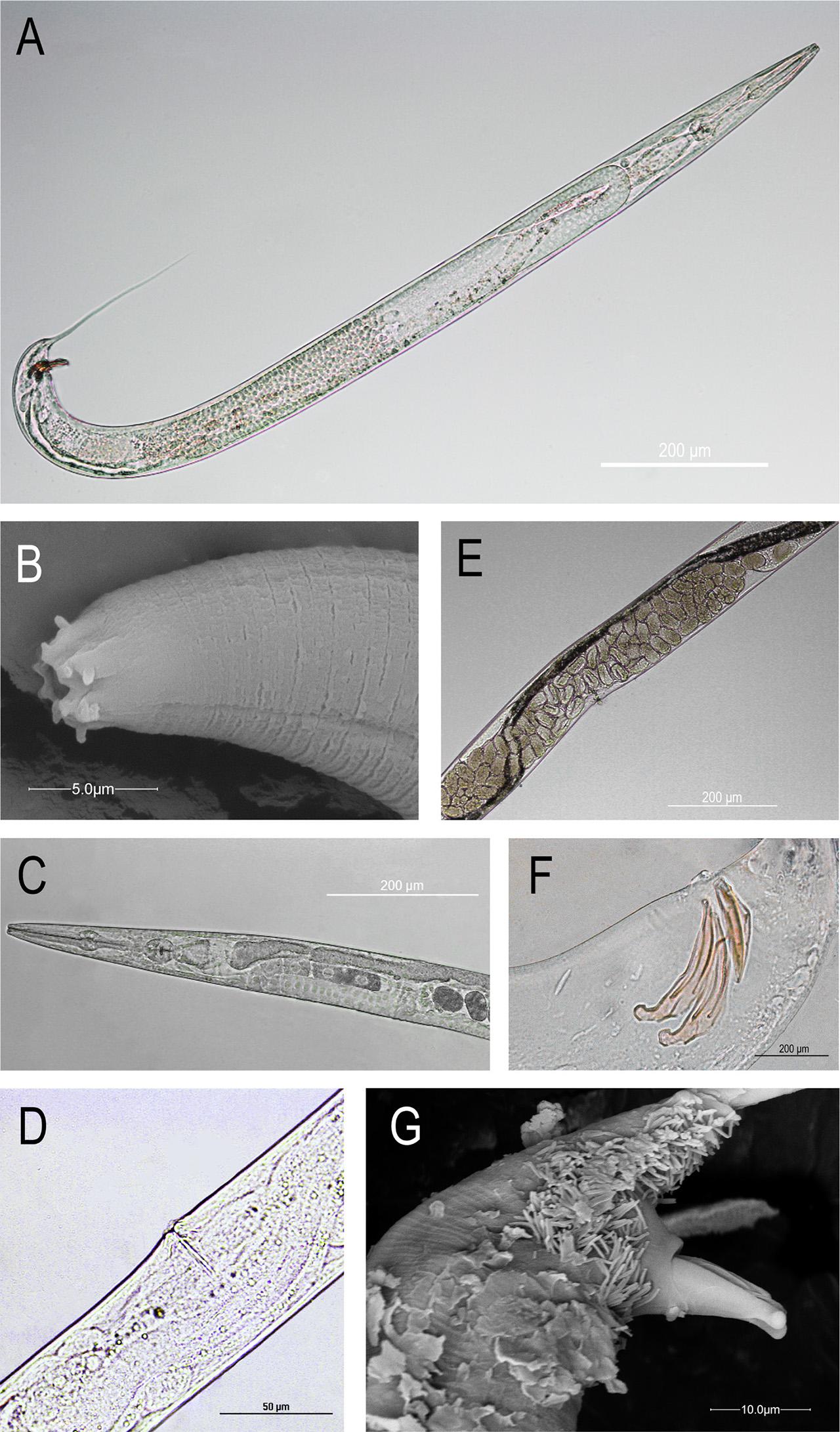 Rhabditis axei: (A) male, entire body; (B) head region at SEM; (C) pharyngeal region; (D) vulva; (E) eggs at mid-body; (F) spicules and gubernaculum; (G) spicules at SEM.