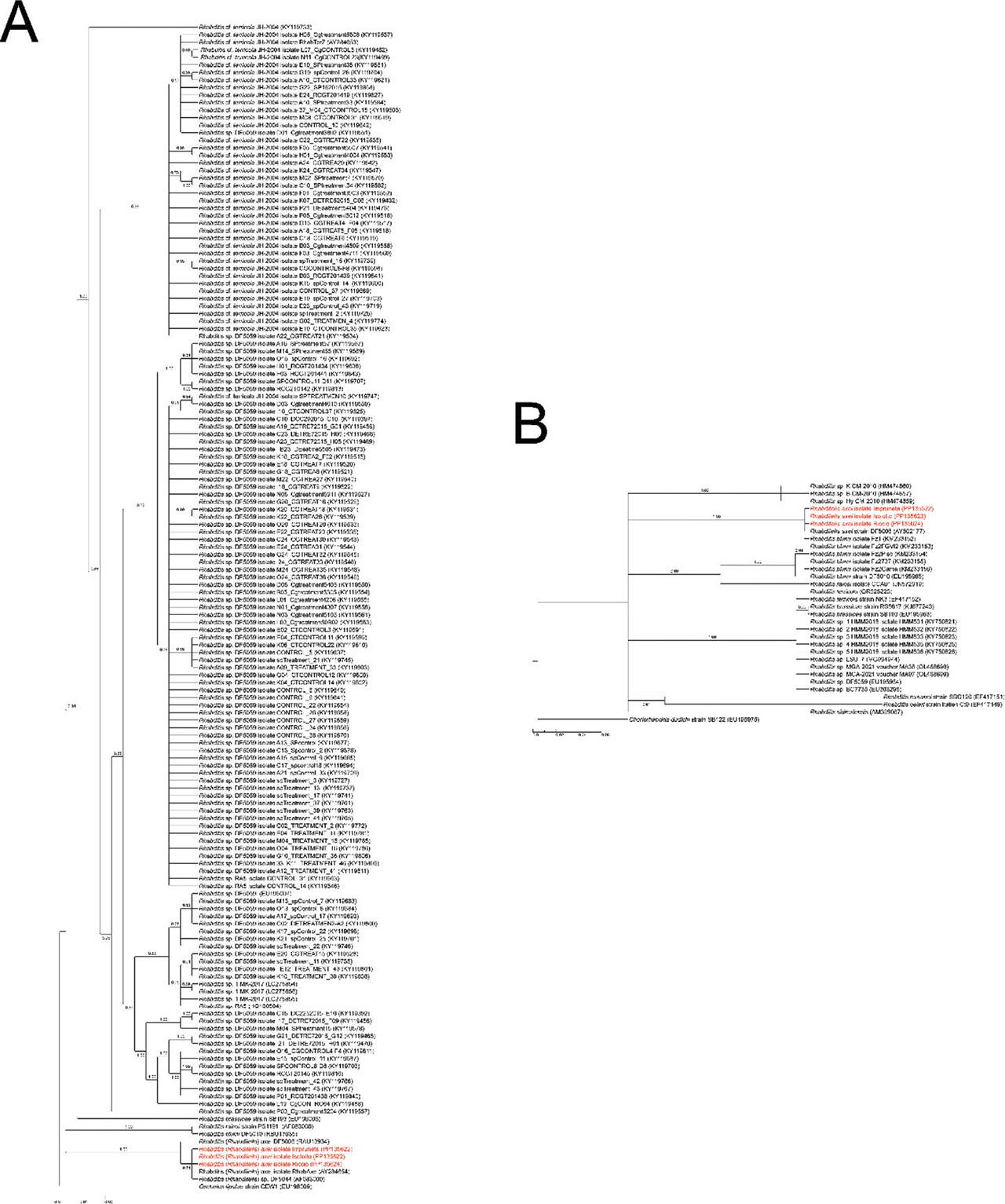 Bayesian trees of the genus Rhabditis based on A) SSU and B) LSU gene fragments. Accession numbers of sequences were reported in brackets and posterior probability was annotated near the branches. The strains isolated during this work were highlighted in red.